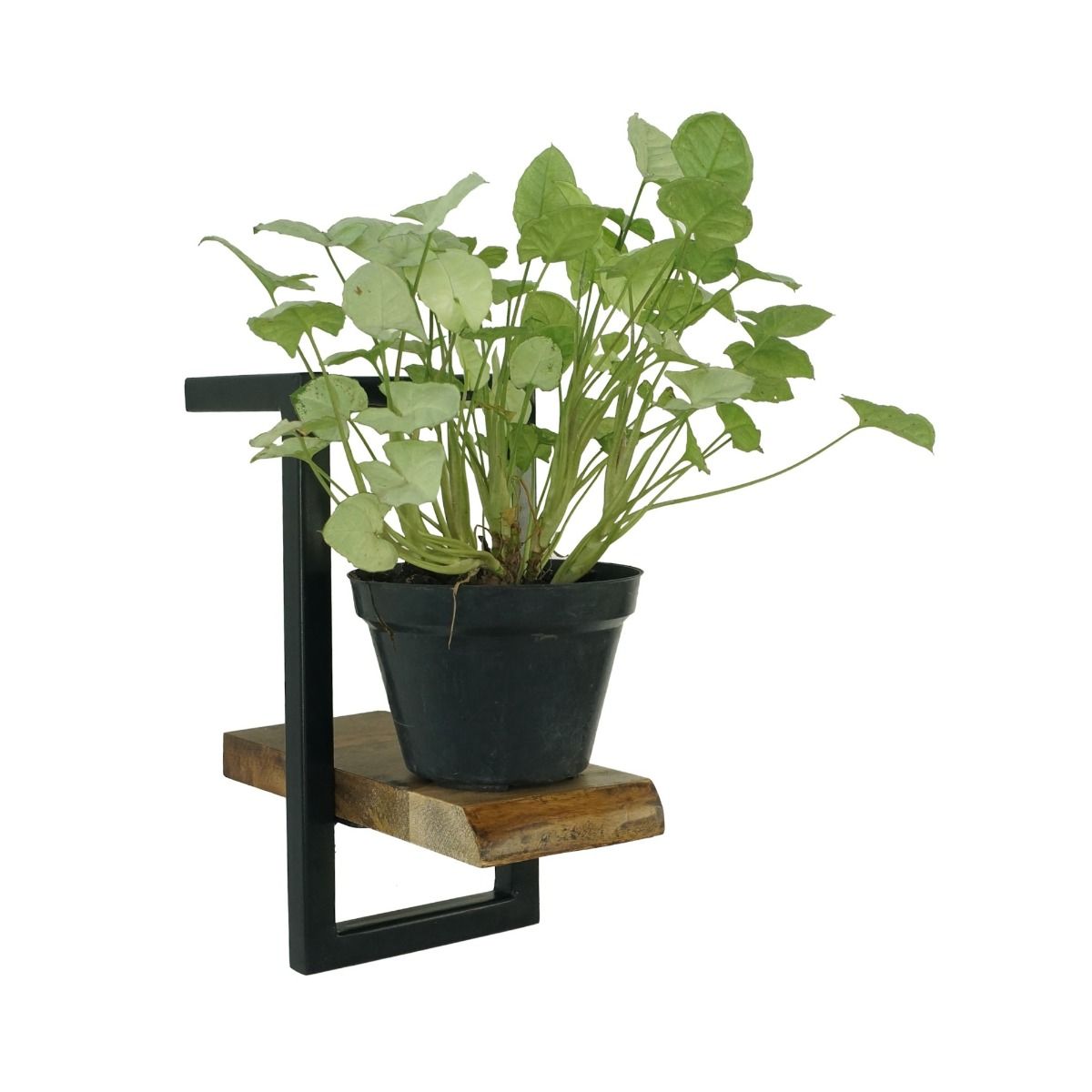 CR Live Edge Shelf 15 cm