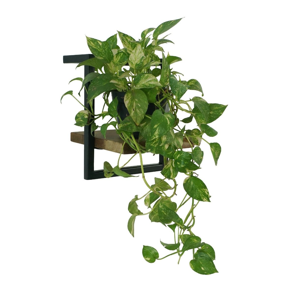 CR Live Edge Shelf 25 cm